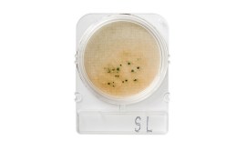 Compact Dry SL - Salmonella - 100 Testes